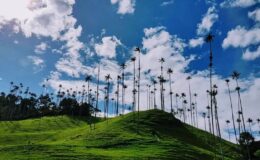 cocora